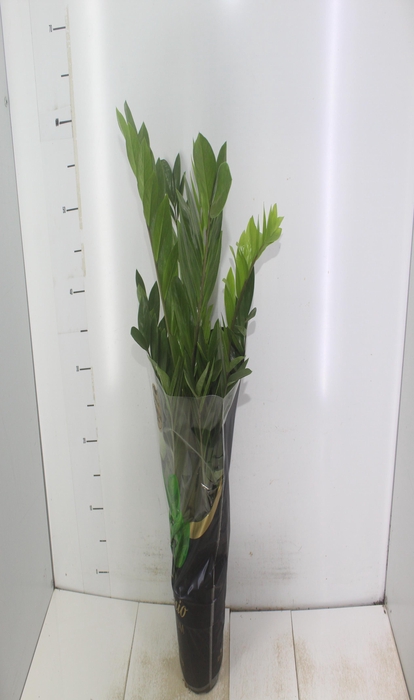 <h4>ZAMIOCULCAS PREMIUM P17 PREMIUM</h4>