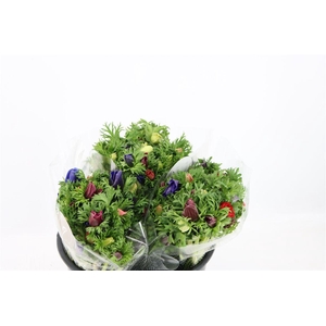 Anem Co Jerusal Mixed