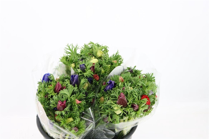 <h4>Anem Co Jerusal Mixed</h4>