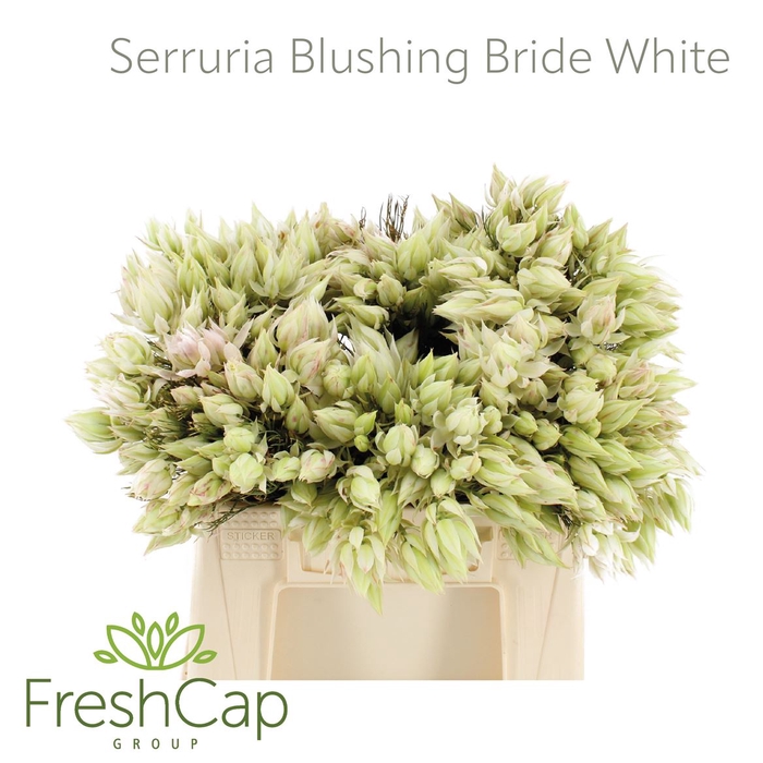 Serruria Blushing Brides White 4-9 Flwrs