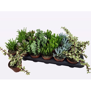 Succulents   ...mix 6