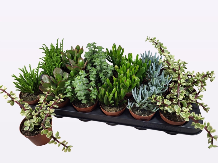 <h4>Succulents   ...mix 6</h4>