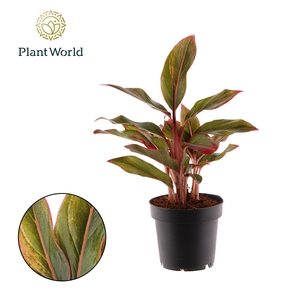 Aglaonema Crete