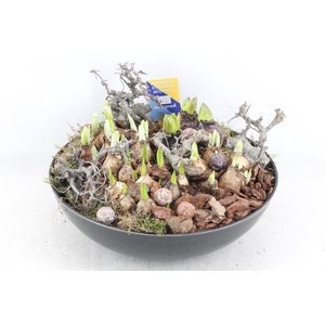 arr4 Bollenmix MB - Coupe black XL