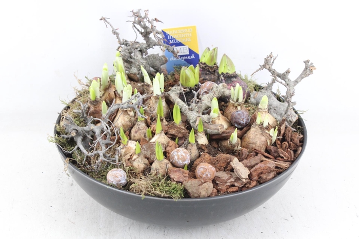 <h4>arr4 Bollenmix MB - Coupe black XL los</h4>