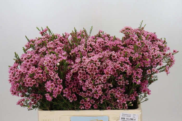 <h4>Chamelaucium Sarah's Delight</h4>