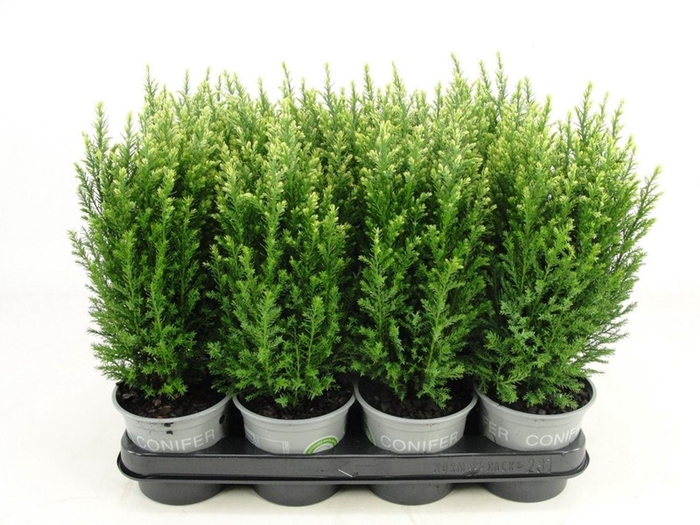 <h4>Chamaecyparis Snow Whit</h4>