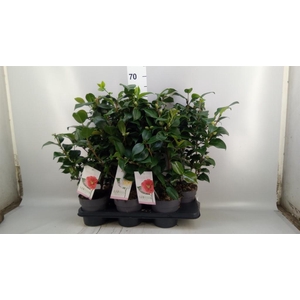 Camellia   ...mix 3