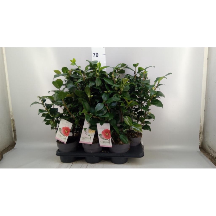 <h4>Camellia ...mix 3</h4>