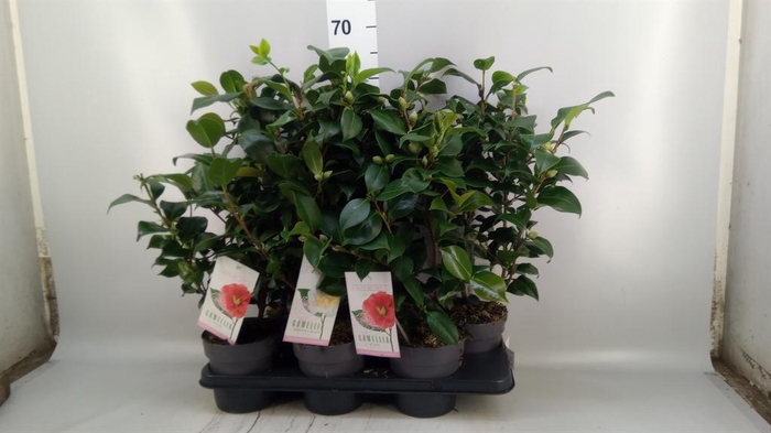 Camellia   ...mix 3