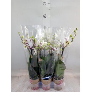 Phalaenopsis multi. 'Coco 4'