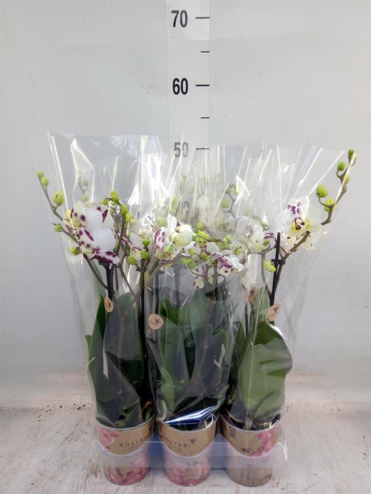 <h4>Phalaenopsis multi. 'Coco 4'</h4>
