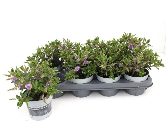 <h4>Hebe  'All Blooms Banila'</h4>