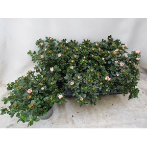 RHODO SI SACHSEN GEM