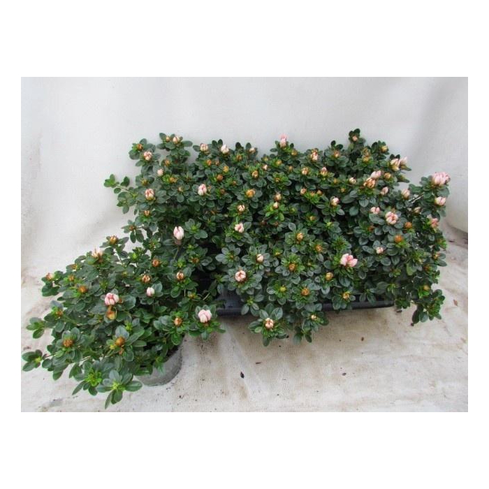 <h4>RHODO SI SACHSEN GEM</h4>