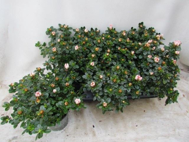 RHODO SI SACHSEN GEM
