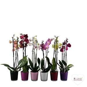 Phalaenopsis mix - 3 tak 70cm in Jackson Mix