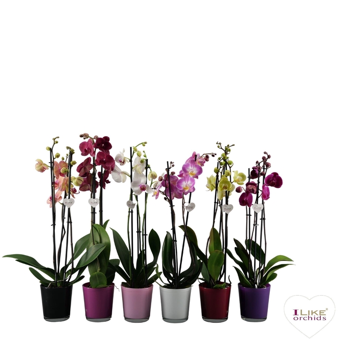 <h4>Phalaenopsis mix - 3 tak 70cm in Jackson Mix</h4>
