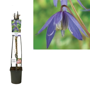 Clematis alpina +light label