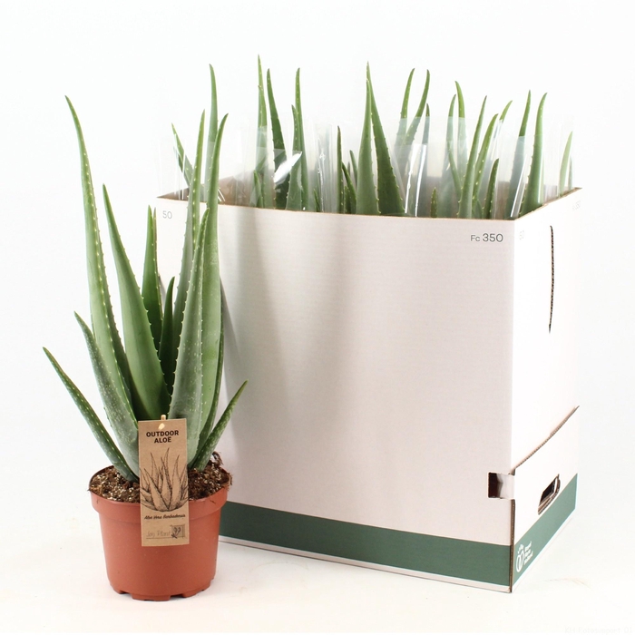 ALOE VERA