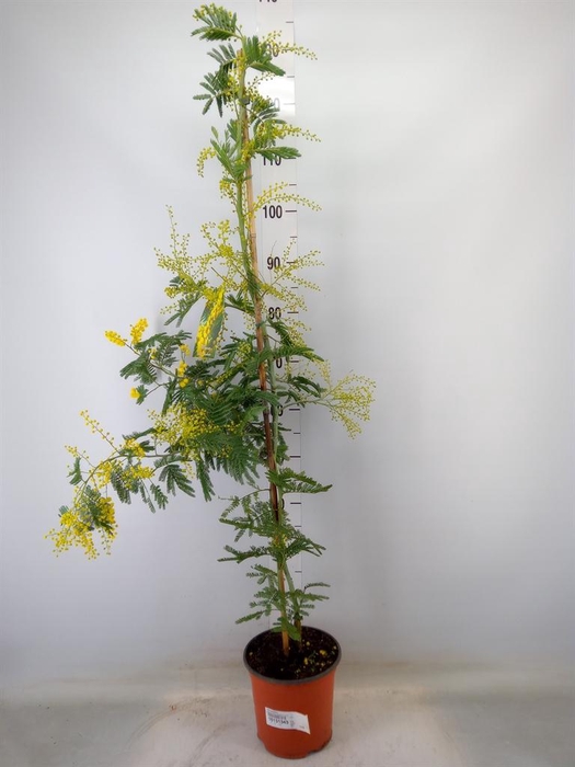 <h4>Mimosa pudica</h4>