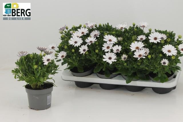 <h4>OSTEO FP ICE</h4>