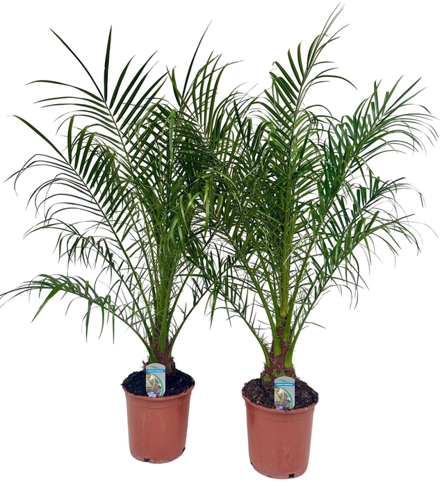 <h4>Phoenix roebelenii</h4>