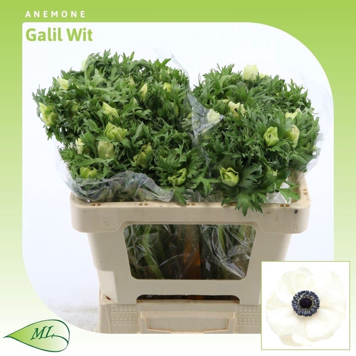 <h4>ANEM CO GALIL WIT</h4>