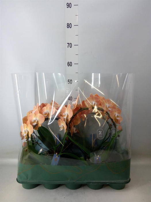 <h4>Phalaenopsis ...</h4>