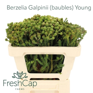 BERZ GALPINII