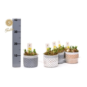 ARR N TETE A TETE H%