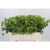 Bupleurum Griffithii