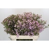 Chamelaucium Dancing Queen