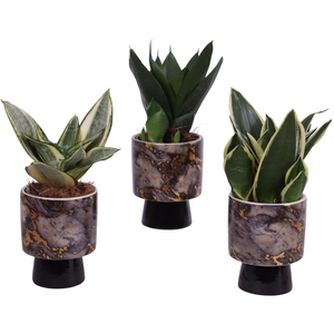 Sansevieria Compacta mix Ø09cm in Ø10cm Ceramic PL672