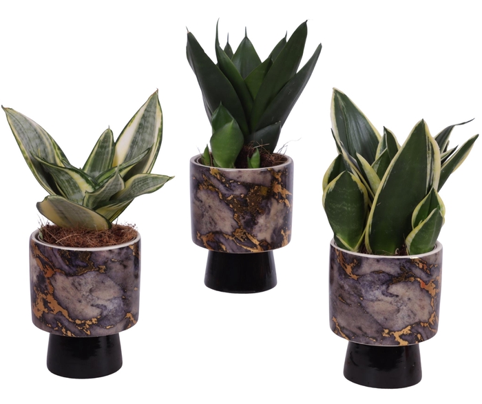 <h4>Sansevieria Compacta mix Ø09cm in Ø10cm Ceramic PL672</h4>