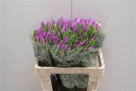 <h4>Clarkia Lavedel</h4>