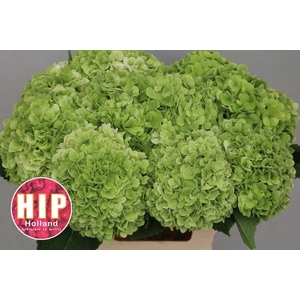 HYDR M CANNONBALL CL
