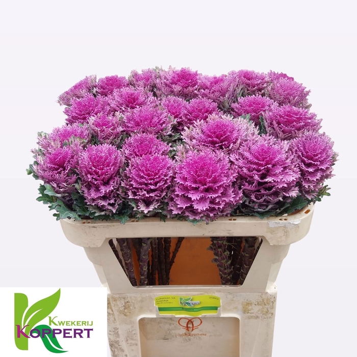 <h4>BRASS CRANE QUEEN</h4>