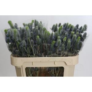 Eryngium Electric Dynamite