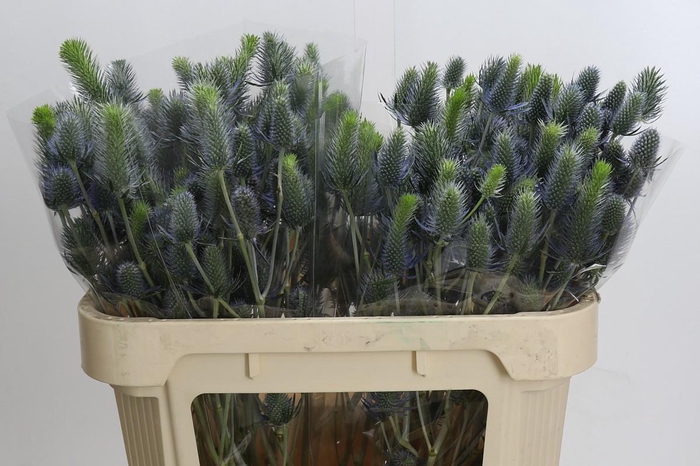 <h4>Eryngium Electric Dynamite</h4>