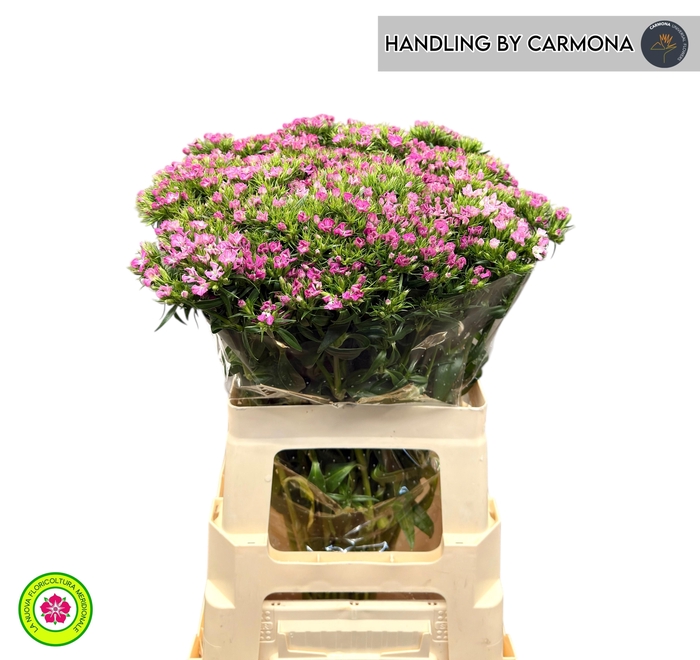 <h4>DI BARB AM ROSE</h4>