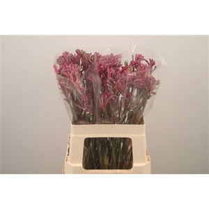 Anigoz Mini Pearl Pink