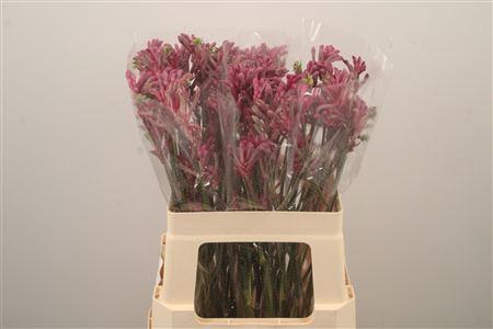 <h4>Anigoz Mini Pearl Pink</h4>