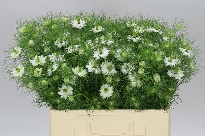 <h4>Nigella D Power White</h4>