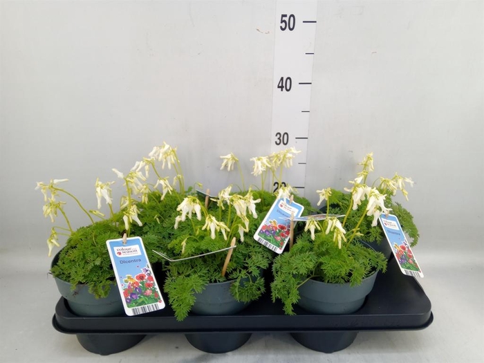 <h4>Dicentra   ...</h4>