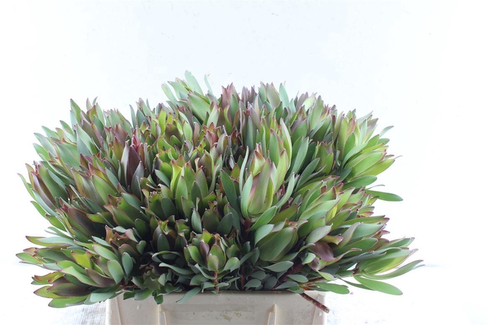 <h4>Leucad High Light</h4>