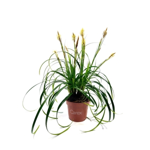 Carex 'Ribbon Falls' p10,5