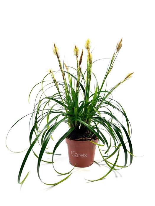 <h4>Carex 'Ribbon Falls' p10,5</h4>