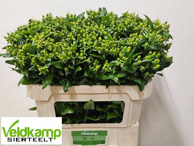 <h4>Hyp Mag Emerald Fall</h4>