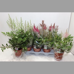 Astilbe Overig Mixtray